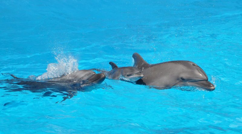 В одесском дельфинарии счастливое пополнение