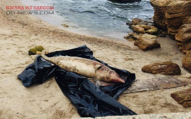 На пляже в Одессе обнаружили безжизненных дельфинов