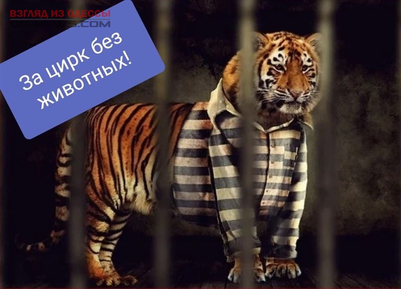 В Одессе несмотря на запрет, цирк эксплуатирует животных: горожан зовут на акцию протеста