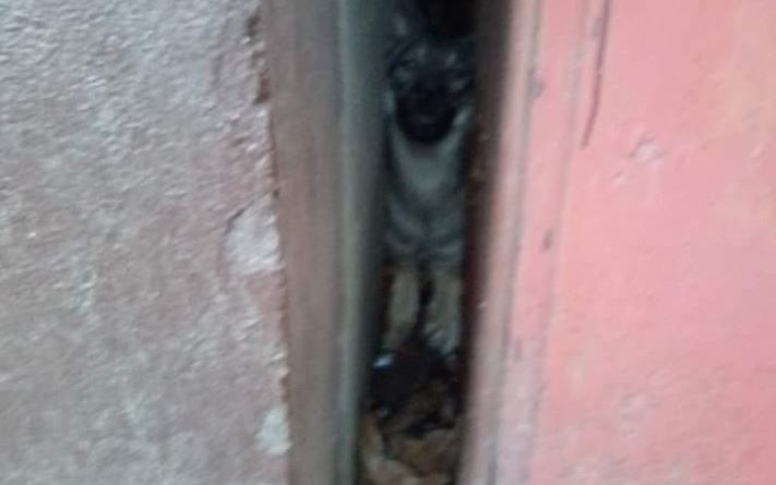 В Одессе бездомной собаке поспешили на помощь патрульные