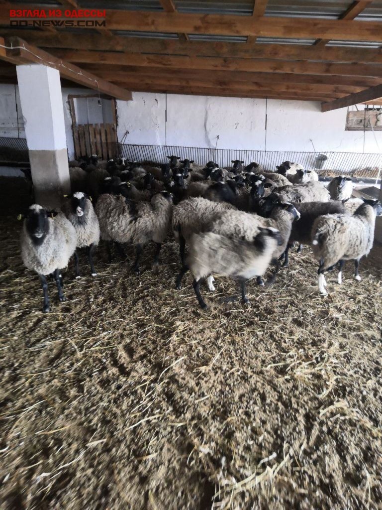 В Одесской области проведали спасенных овец