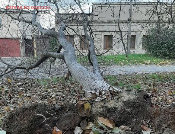 В Одессе упало дерево: чудом обошлось без жертв