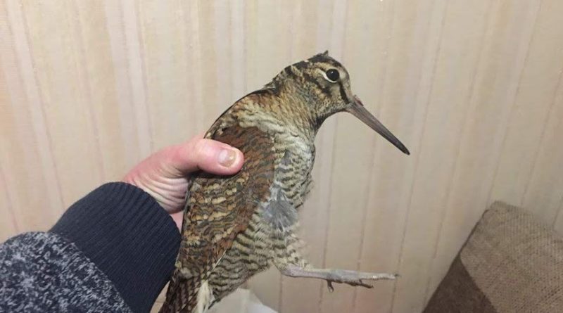 В Одессе экоактивист спас редкую птицу