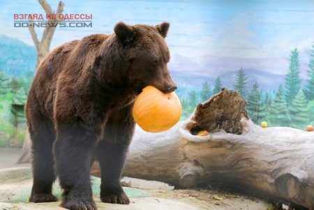 Как в Одессе отметили День медведей