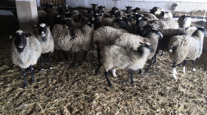 В Одесской области проведали спасенных овец