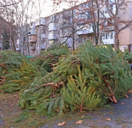 В Одессе стартовали продажи новогодних зеленых красавиц