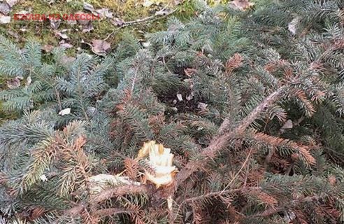 В Одессе не все хотят покупать ёлки: в парковой зоне срубили несколько деревьев