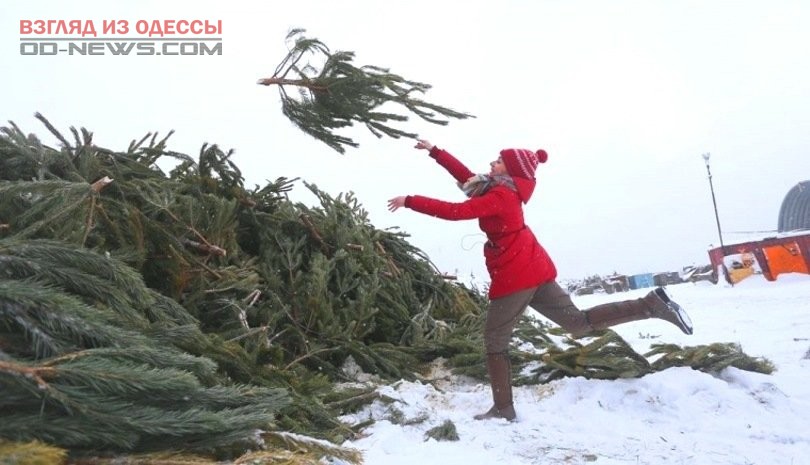 Одесситам предложили впервые воспользоваться пунктом приема использованных ёлок