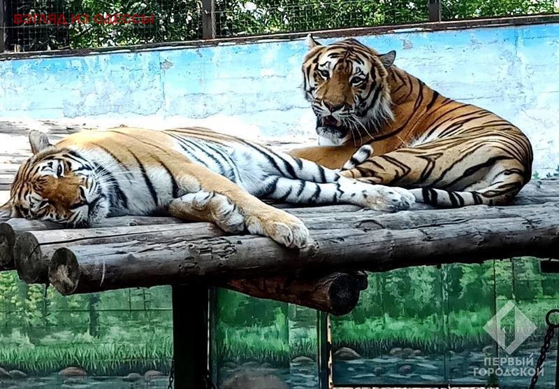 В зоопарке Одессы пройдет конкурс на звание лучшей пары года