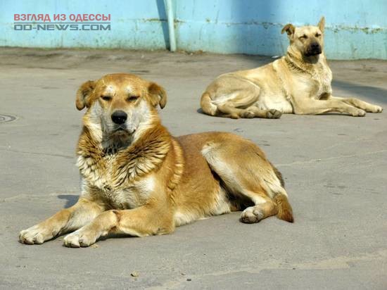 В Одесской области девушка пожертвовала свои шубы в пользу бездомных собак