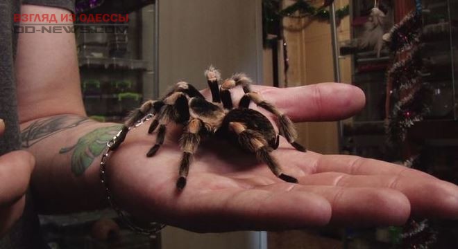 В одесской квартире собрана внушительная коллекция огромных пауков