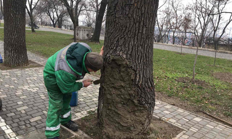 В Одессе спасают поврежденный вандалами дуб