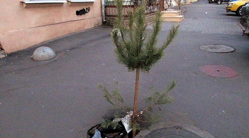 В Одессе горожане необычным способом избавляются от елок