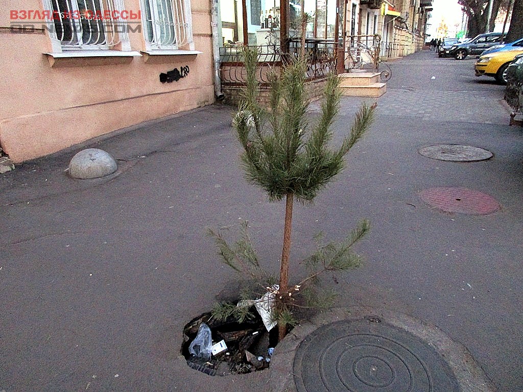 В Одессе горожане необычным способом избавляются от елок