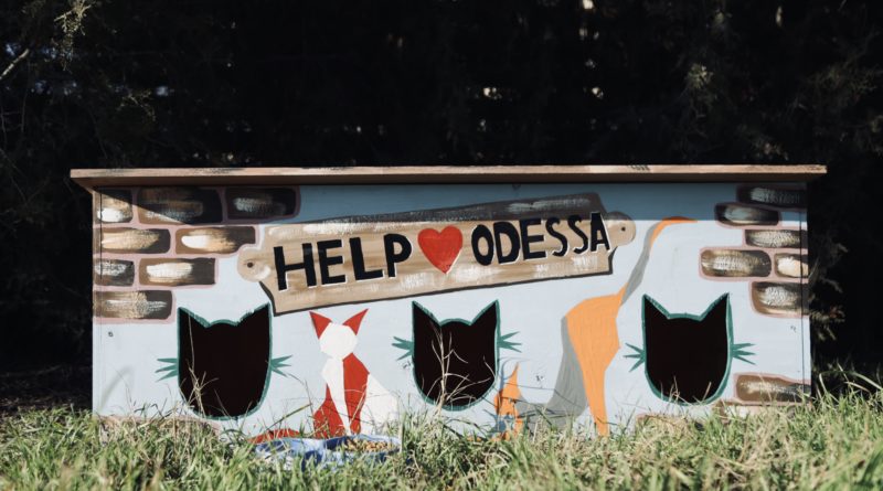 В Одессе волонтеры устанавливают жилища для бездомных уличных животных