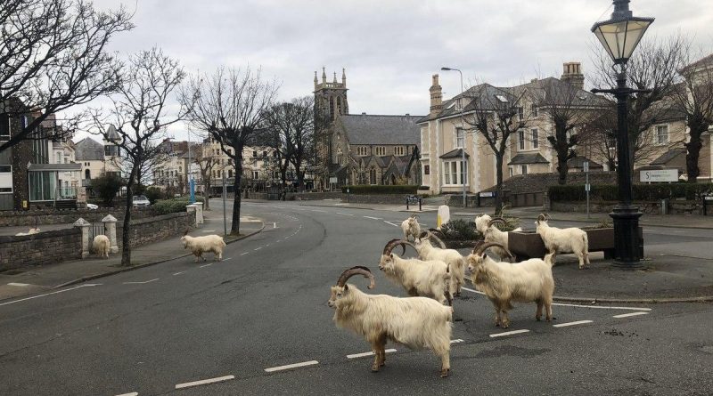 Дикие горные козлы оккупировали опустевшие из-за карантина улицы города Лландидно в Уэльсе
