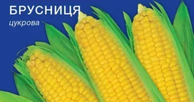Ранні та пізні сорти цукрової кукурудзи