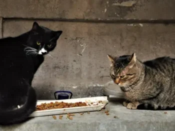 В Одесі пенсіонерка доглядає дев’ятьох врятованих із вулиці котів і просить допомоги кормом