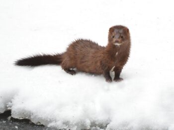 В Одеській області помітили рідкісну норку європейську