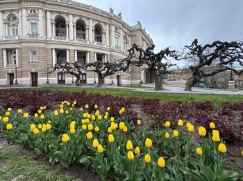 Кольорова весна: тюльпани прикрашають Одесу