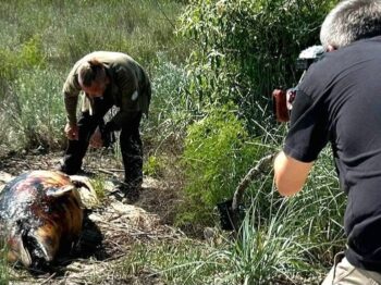 Німецькі журналісти відвідали Тузлівські лимани через екологічні наслідки війни